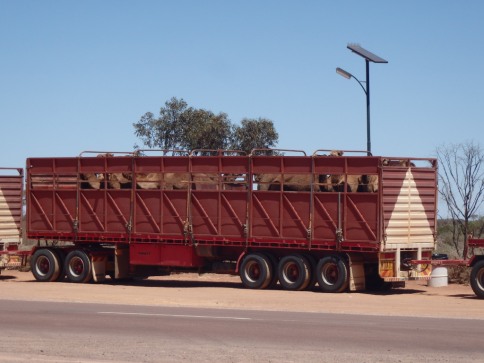 Camels now travel inside the road trains