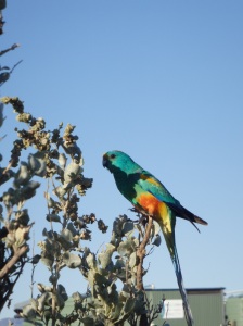 The  colourful residents of the Desert Park